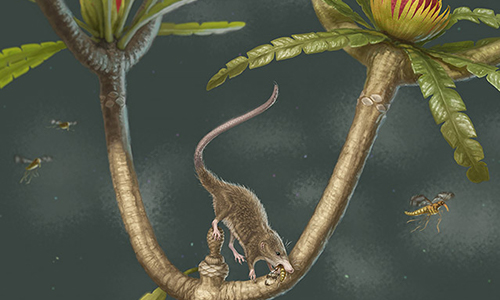 Jurassic near-mammal illustration
