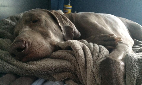 Dog lying in bed