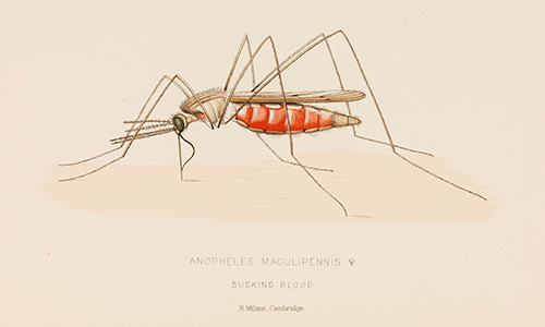 Illustration of female mosquito