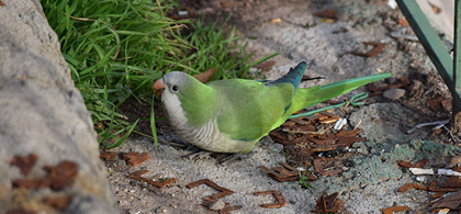 Monk parakeets photo