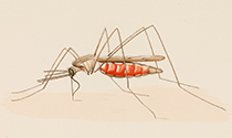 Illustration of mosquito