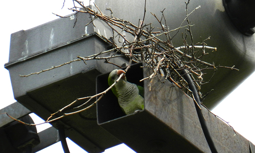 Monk parakeet builds a nest.