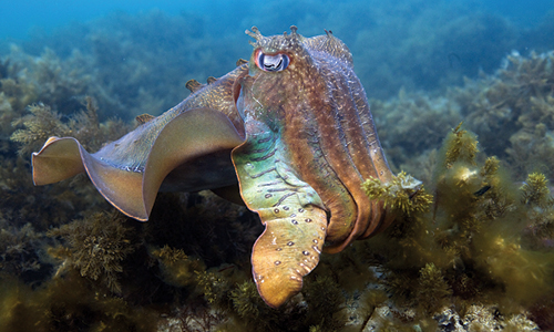A cuttlefish defends his mate.