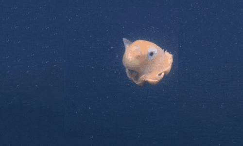 Gif of an unnamed new species of octopus.
