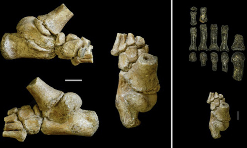 Three million-year-old human foot fossil.