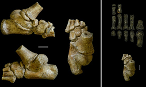 Ancient toddler's toes.