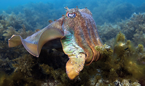 Australian giant cuttlefish