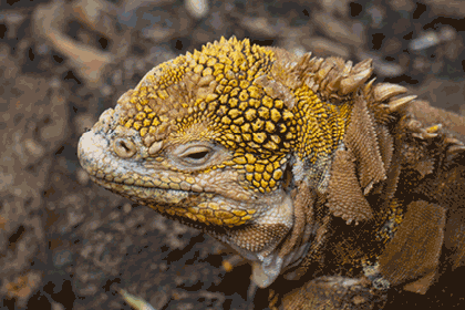 iguana giving side-eye