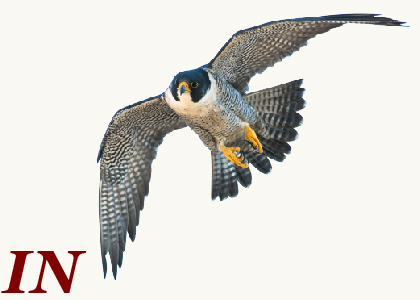 In: Peregrine falcons