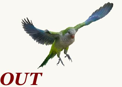 Out: Monk parakeets