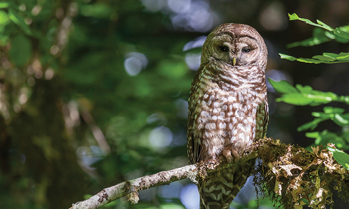 spotted owl