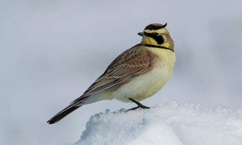 horned lark