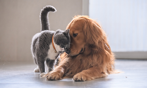 cat and dog pals